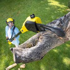 Professional Tree Services in Hidden Springs, ID
