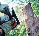 Best Tree and Shrub Care  in Hden Springs, ID