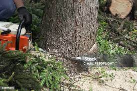 Best Tree Risk Assessment  in Hden Springs, ID