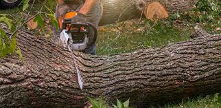 Best Fruit Tree Pruning  in Hden Springs, ID