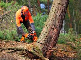 Best Commercial Tree Services  in Hden Springs, ID