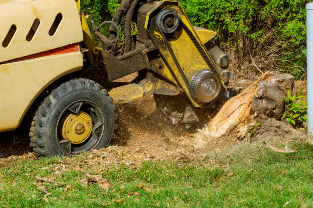 Best Tree Health Inspection  in Hden Springs, ID