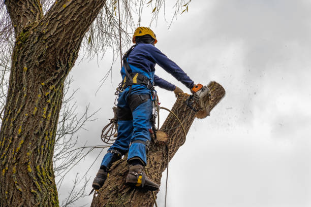  Hden Springs, ID Tree Services Pros