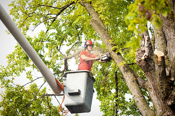 Best Tree Removal  in Hden Springs, ID