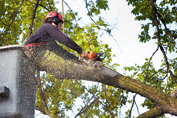 Best Root Management and Removal  in Hden Springs, ID