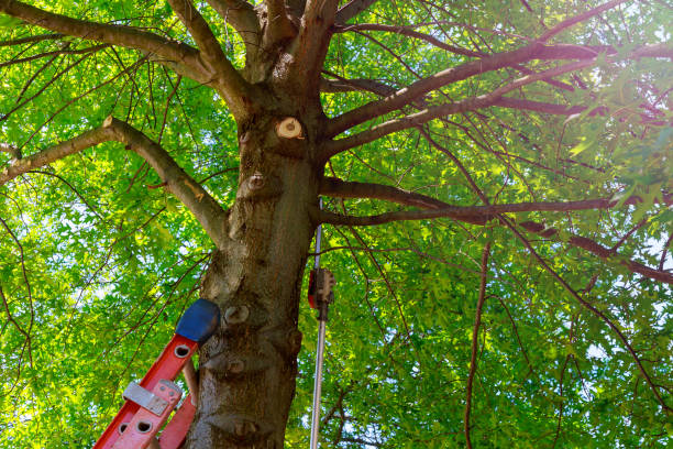 Best Arborist Consultation Services  in Hden Springs, ID